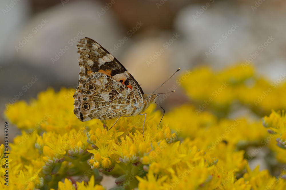 Obraz premium Distelfalter auf Mauerpfeffer