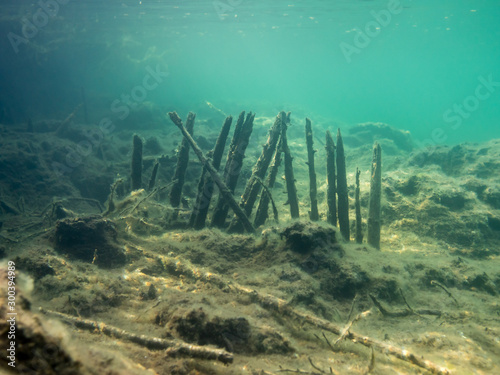 Wood stalks of ancient fish trap structures on lake bottom