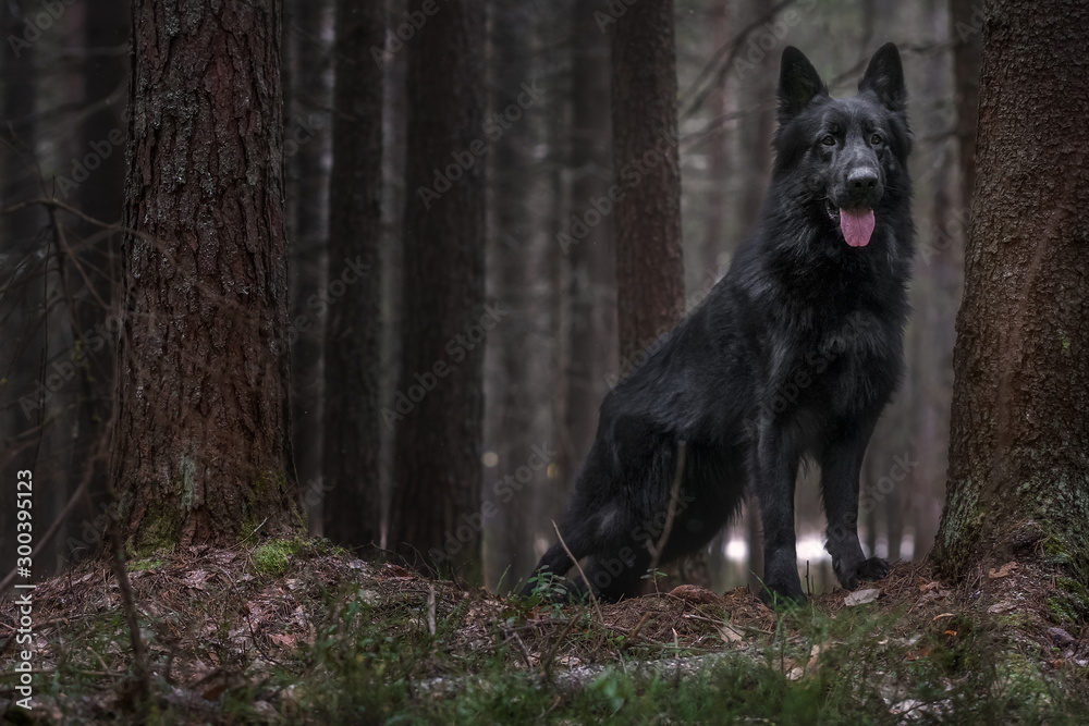 Longhaired german shepherd in autumn forest Longhaired german shepherd in autumn forest