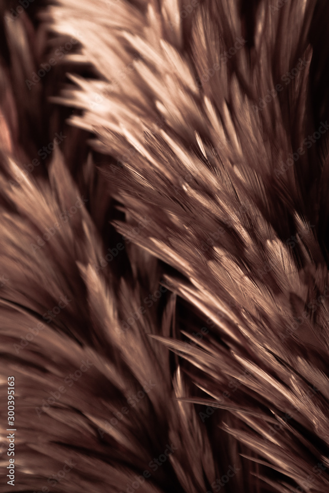 Beautiful abstract white gray and orange yellow brown feathers on dark  background and colorful soft brown white feather texture on white pattern  Stock Photo