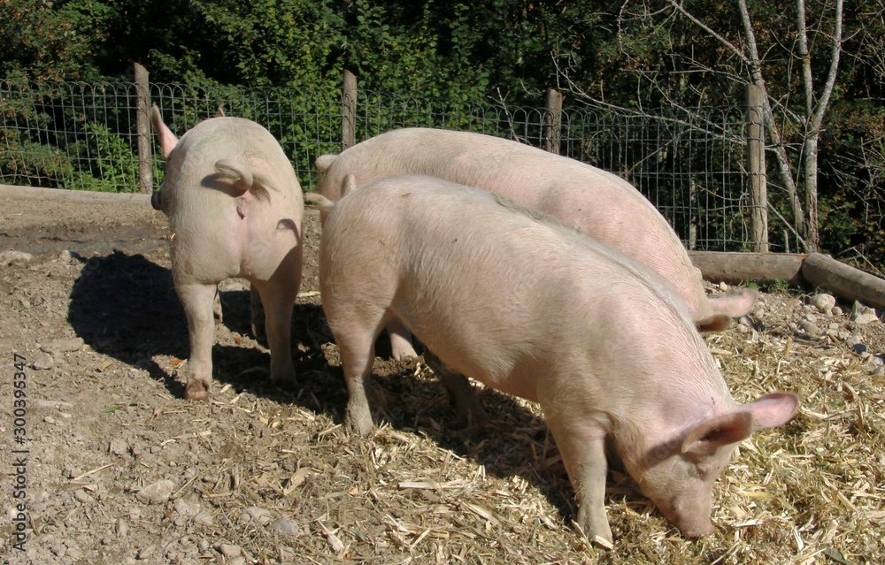 Une belle vie de cochon