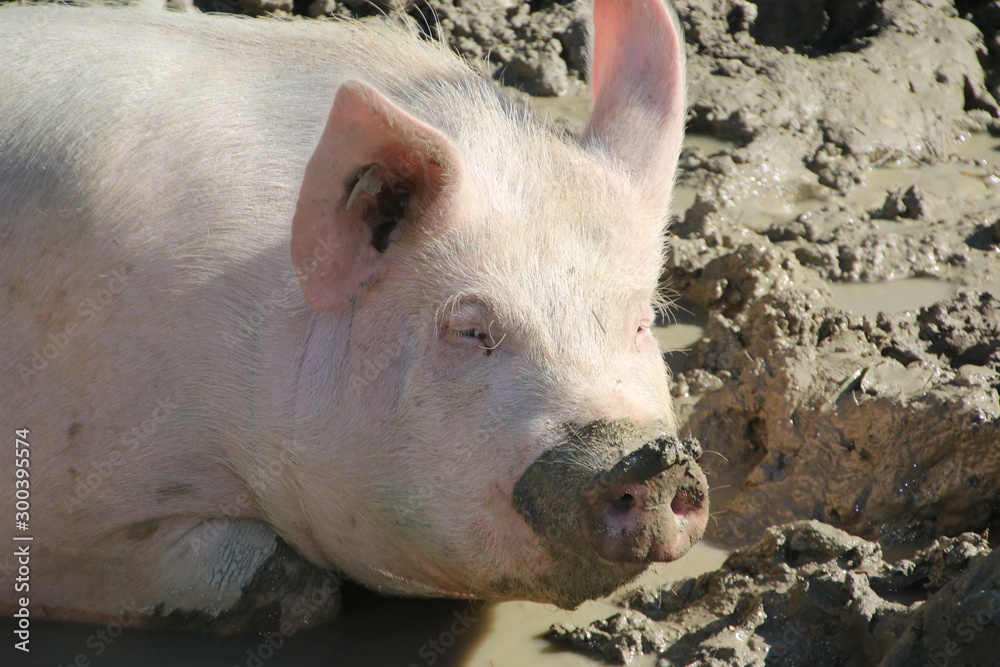 Une belle vie de cochon Une belle vie de cochon