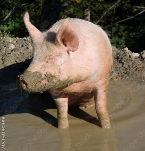 Une belle vie de cochon photo