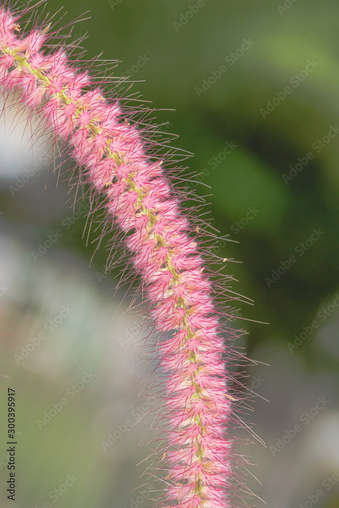 Obraz premium Pink grass flowers blooming in winter, close-up shot