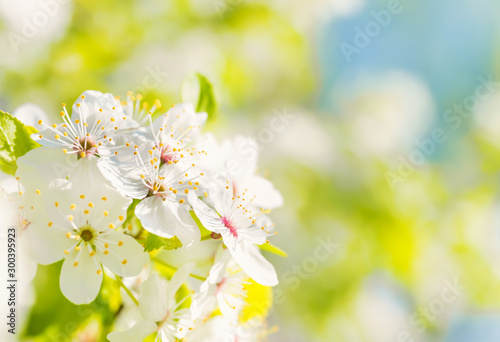 White flowers on a blossom cherry tree with soft background of green spring leaves and blue sky © Pavlo Vakhrushev