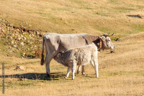 Fototapeta Naklejka Na Ścianę i Meble -  Brown cow feeding her calf in the mountains