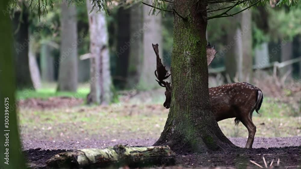 Fallow buck is calling in the forest, mating time, autumn, (dama dama), germany Fallow buck is calling in the forest, mating time, autumn, (dama dama), germany