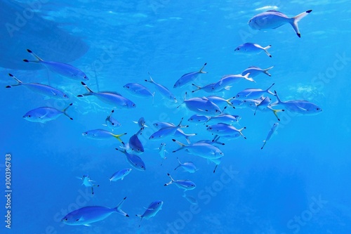 Blue background with shoal of fish