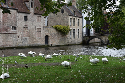 Schwäne