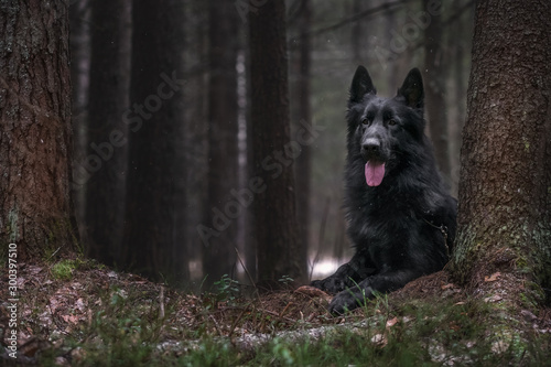 Longhaired german shepherd in autumn forest photo