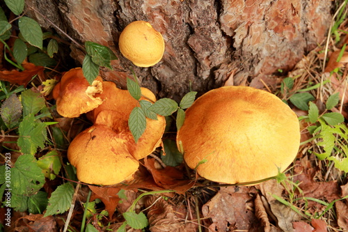Champignons de souche gymnopilus spectabilis photo