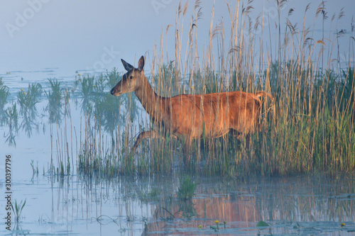 Rotwild in der Morgensonne photo