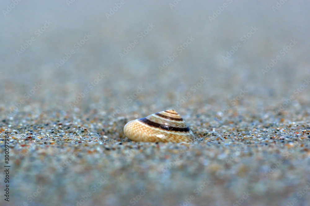 shell on the beach