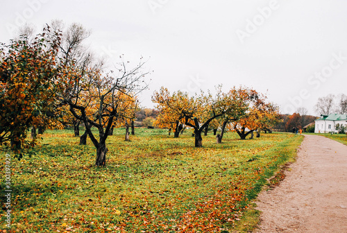 vineyard in autumn