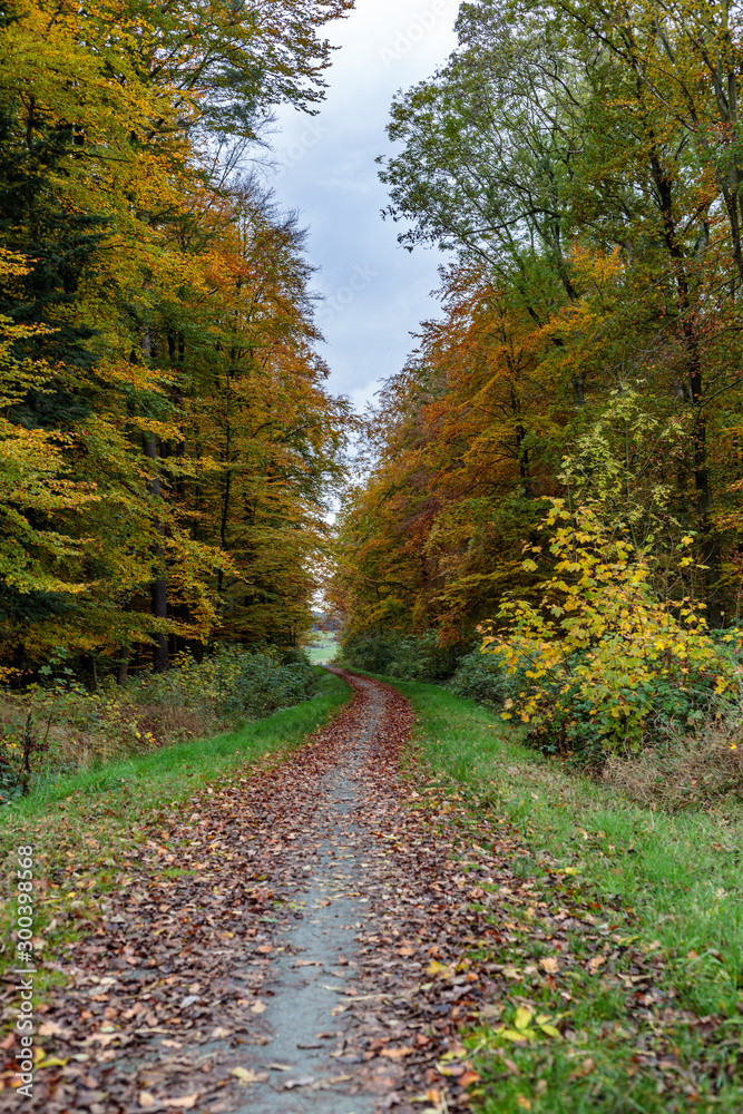 Fototapeta premium Radweg durch den Wald