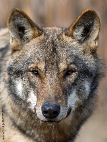 Close up portrait of a grey wolf  Canis Lupus 