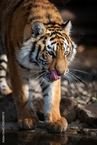Fototapeta Naklejka Na Ścianę i Meble -  Close up view portrait of a Siberian tiger