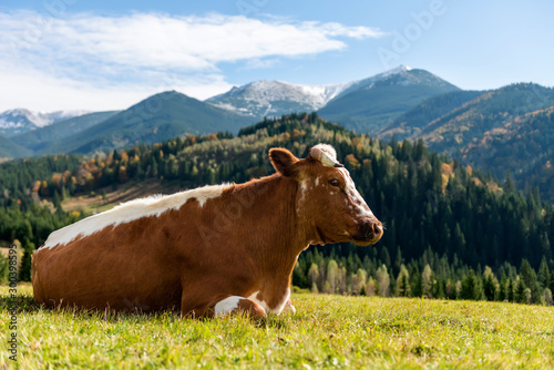 Brown cow on pasture in mountains © byrdyak