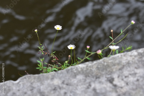 Blumen