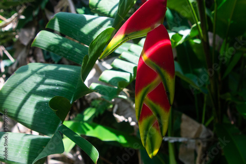 A colorful heliconia in the Atlantic forest photo