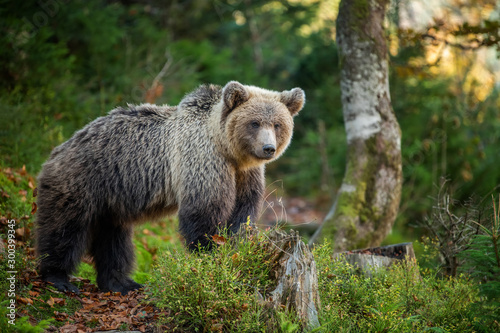 Brown bear in autumn forest