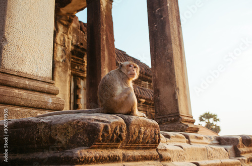 Macaque Monkey in Angkor Wat Temple in Cambodia