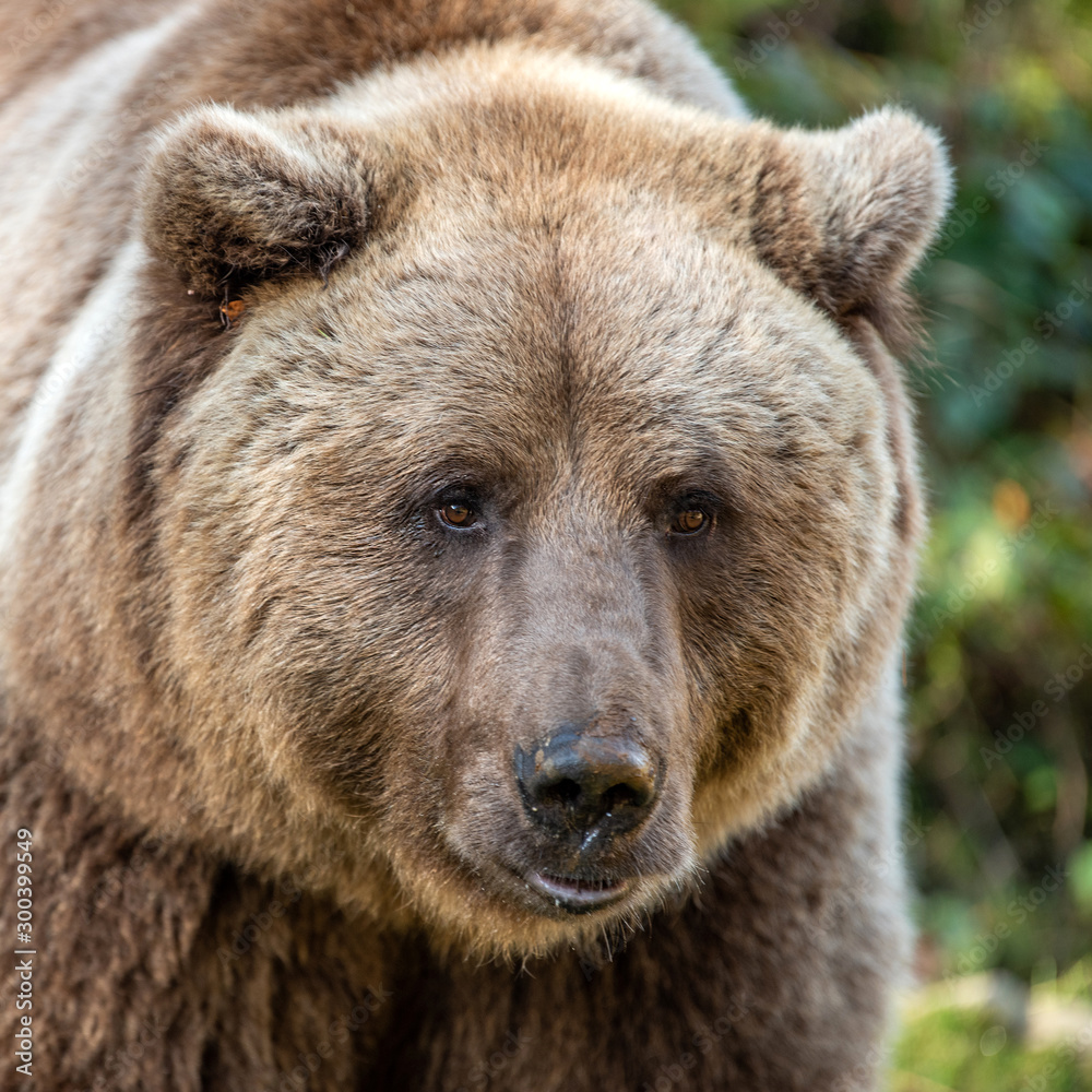 Beautiful close up portrait of the brown bear