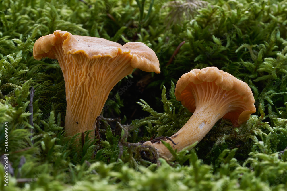 Edible mushroom Cantharellus cibarius in the moss in the wet spruce forest. Also known as golden chanterelle. Yellow mushroom in the green moss. Autumn time in the forest. Edible mushroom Cantharellus cibarius in the moss in the wet spruce forest. Also known as golden chanterelle. Yellow mushroom in the green moss. Autumn time in the forest.