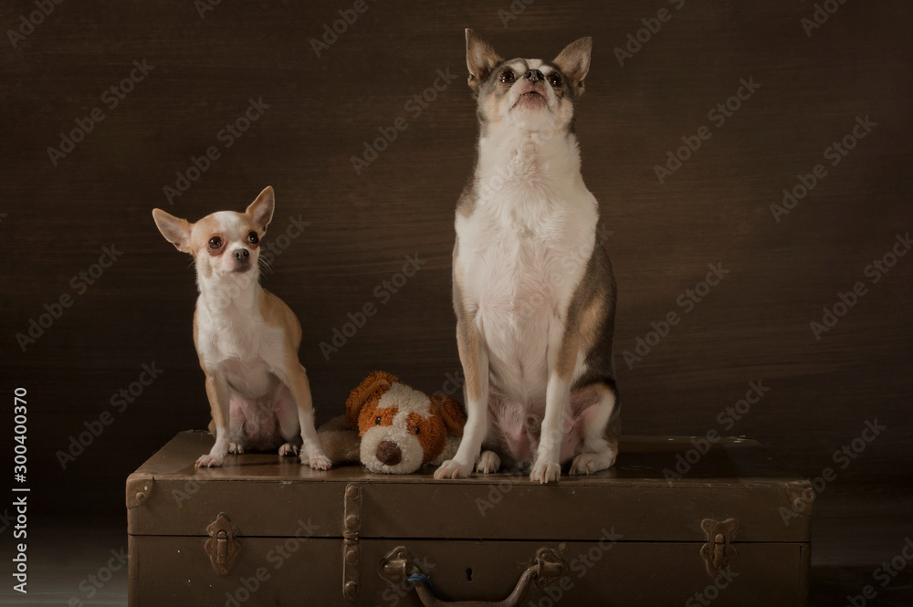 Two small dogs of breed Chihuahua sitting on top of a suitcase with a toy