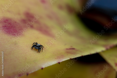 spider on a bromeliad © Bianca