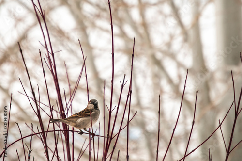 Single Sparrow resting on a Dogwood branch in winter. photo