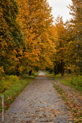 an autumn walk in the park 