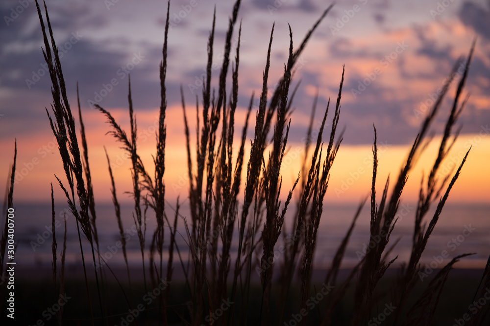 Cannon Beach at sunset: scenic orange, red and purple skies. Grass blades silhouettes. Cannon Beach at sunset: scenic orange, red and purple skies. Grass blades silhouettes.