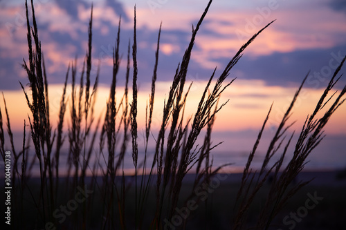Fototapeta Naklejka Na Ścianę i Meble -  Cannon Beach at sunset: scenic orange, red and purple skies. Grass blades silhouettes.
