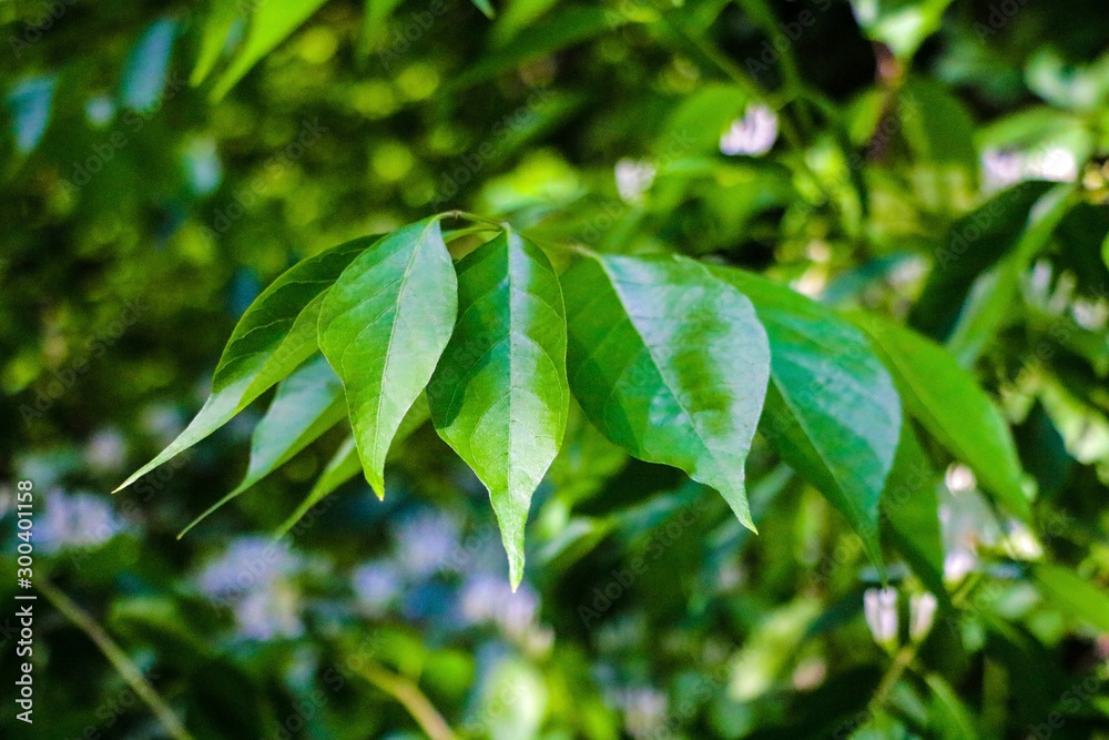 View of daphne Thymelaeaceae in front of green leaves. View of daphne Thymelaeaceae in front of green leaves.