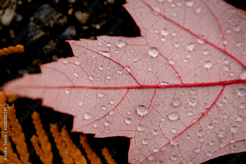 Fototapeta premium water drops on autumn leaf 