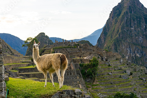 lama Machu Picchu cusco peru funny
