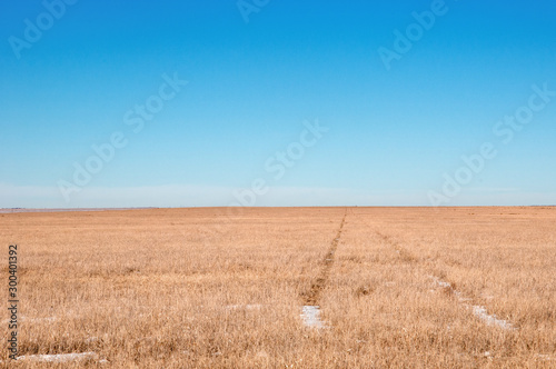 Harvested wheat field with vehichle tracks going across it. photo