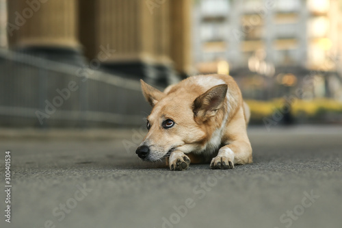 Lonely adult Shepherd dog waiting owner while lying on street during sunrise