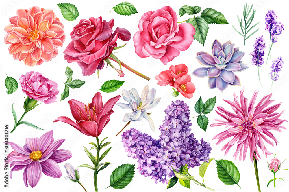 Fototapeta premium set of flowersroses, lilies, carnations, lavender, succulent, dahlia, quince on an isolated white background, watercolor illustration, botanical painting, hand drawing