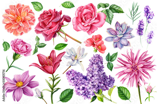 set of flowersroses, lilies, carnations, lavender, succulent, dahlia, quince  on an isolated white background, watercolor illustration, botanical painting, hand drawing © Hanna