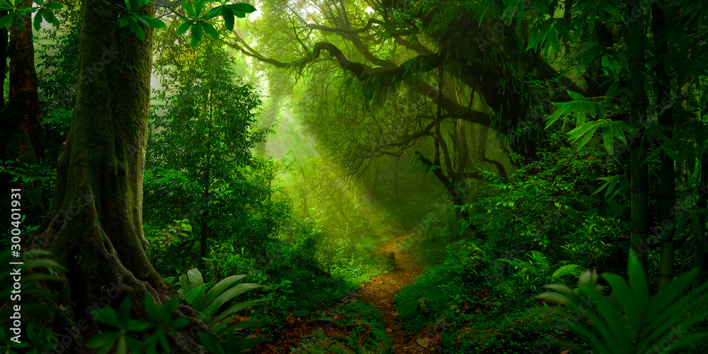 Obraz premium Tropikalny las deszczowy w Azji