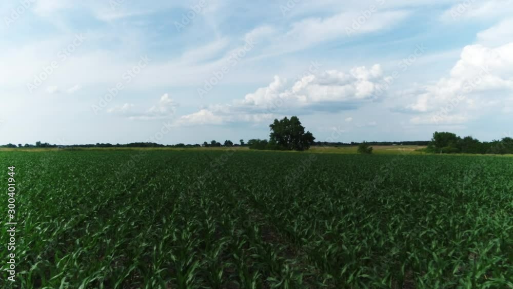 Sprouting corn field in rural Illinois, wide aerial Sprouting corn field in rural Illinois, wide aerial