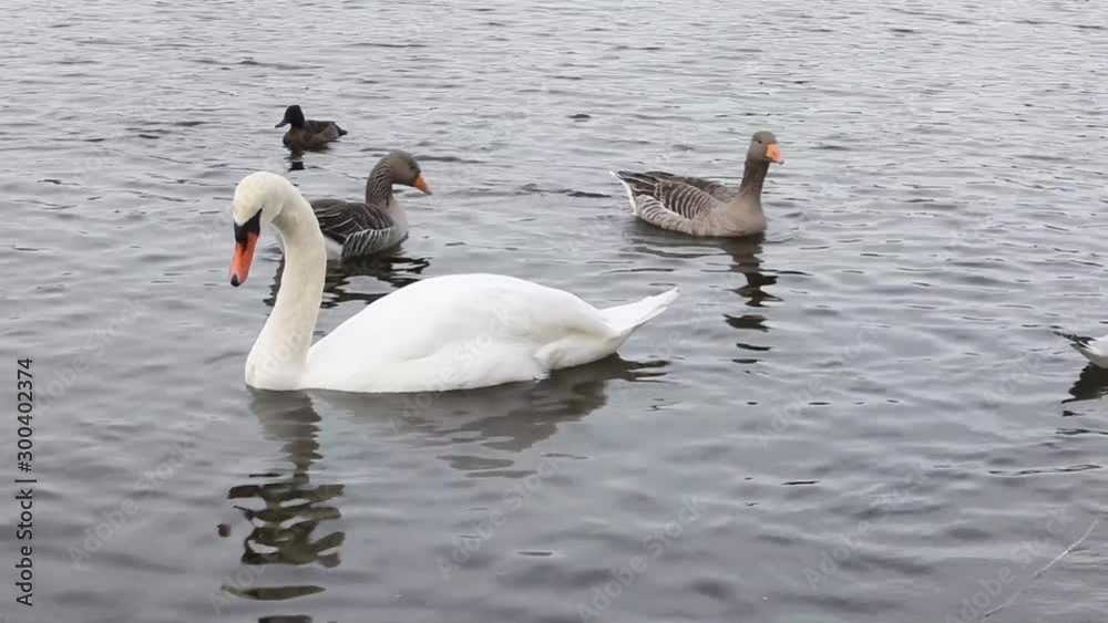 Swans, mandarin ducks and seaguls in a lake Swans, mandarin ducks and seaguls in a lake
