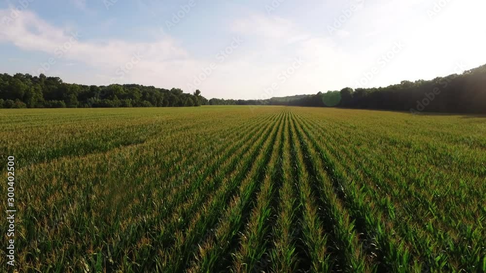 Wide aerial, rows of corn in Indiana Wide aerial, rows of corn in Indiana