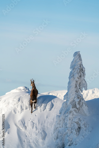 Wild chamois on some steep rocks in the winter time