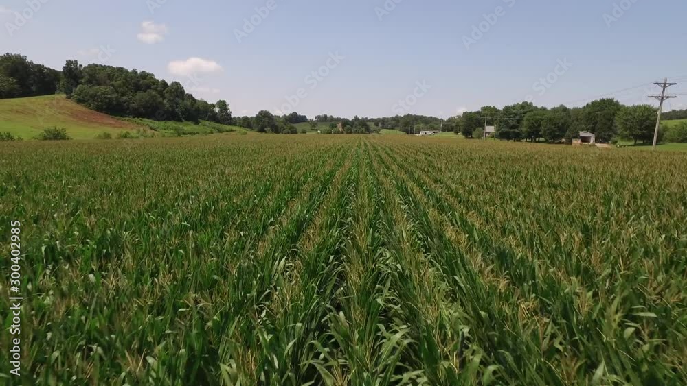 Indiana corn field, wide aerial Indiana corn field, wide aerial
