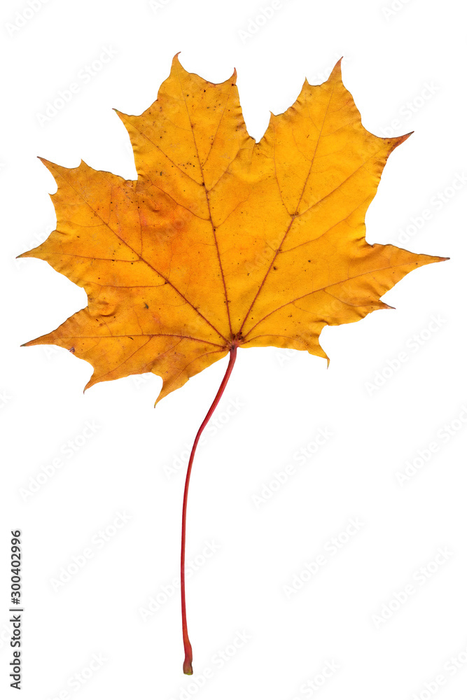 One maple leaf on a white isolated background. Close-up of a leaf of a tree, autumn object One maple leaf on a white isolated background. Close-up of a leaf of a tree, autumn object