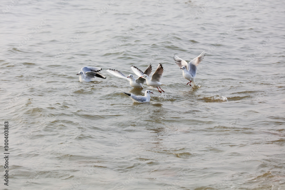 Seagulls flying on the sea