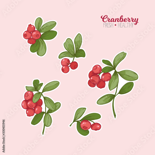 Cranberry. Element for design. Good for product label. Colored vector illustration